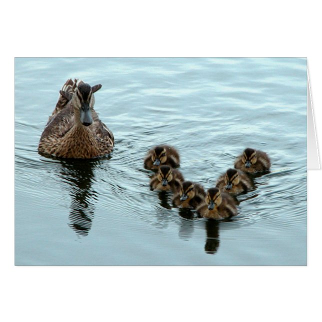 Duck Formation (Front Horizontal)
