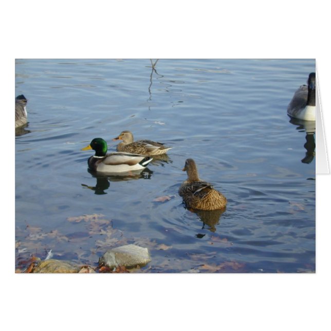 Duck Gathering card (Front Horizontal)