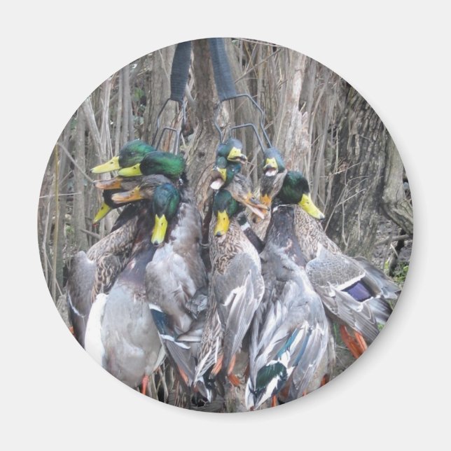 Duck Hunting mallard limit Magnet (Front)