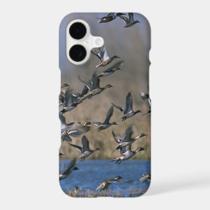 Duck Hunting - Pintail Ducks Flying
