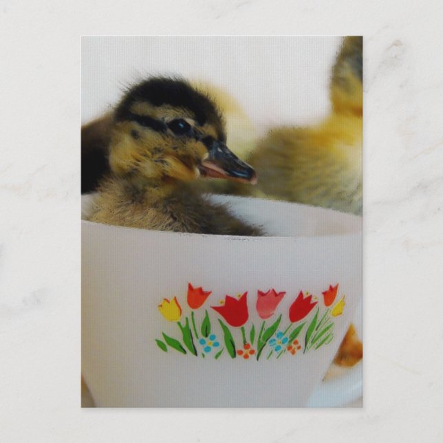 Duck in a Teacup 2 Postcard (Front)
