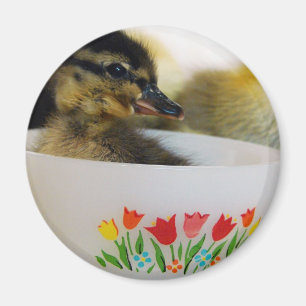 Duck in a Teacup Magnet