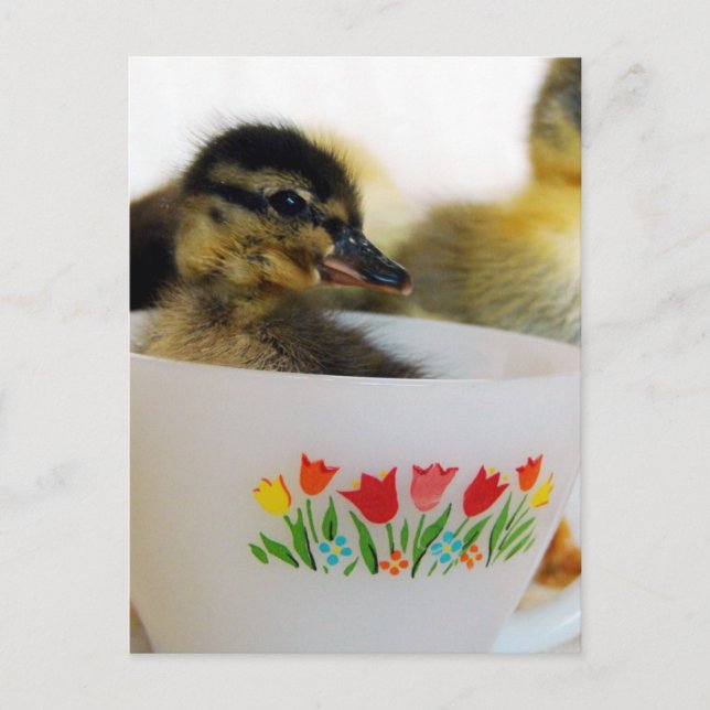 Duck in a Teacup Postcard (Front)