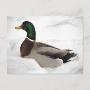 Duck in Snow Postcard