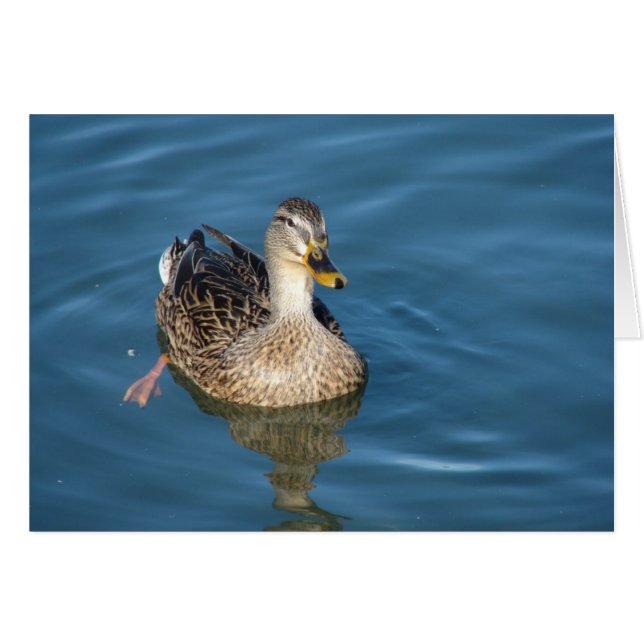 Duck in Water (Front Horizontal)