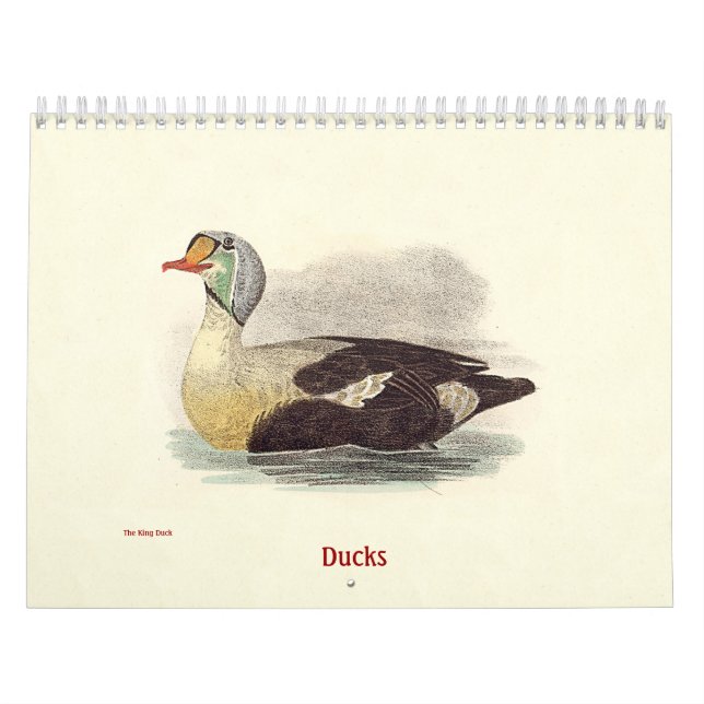 Duck Lithographs - from Birds of New York - Calendar (Cover)