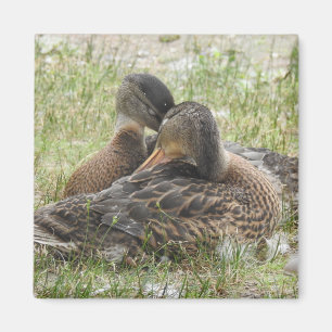 Duck Love -BFF Magnet