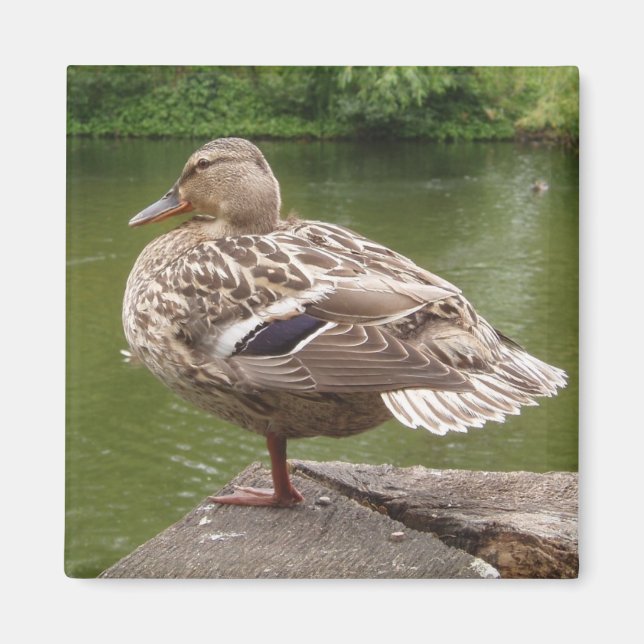 Duck Magnet (Front)