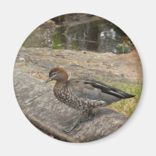 Duck Magnet