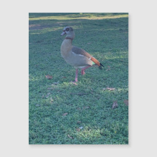 Duck Magnet