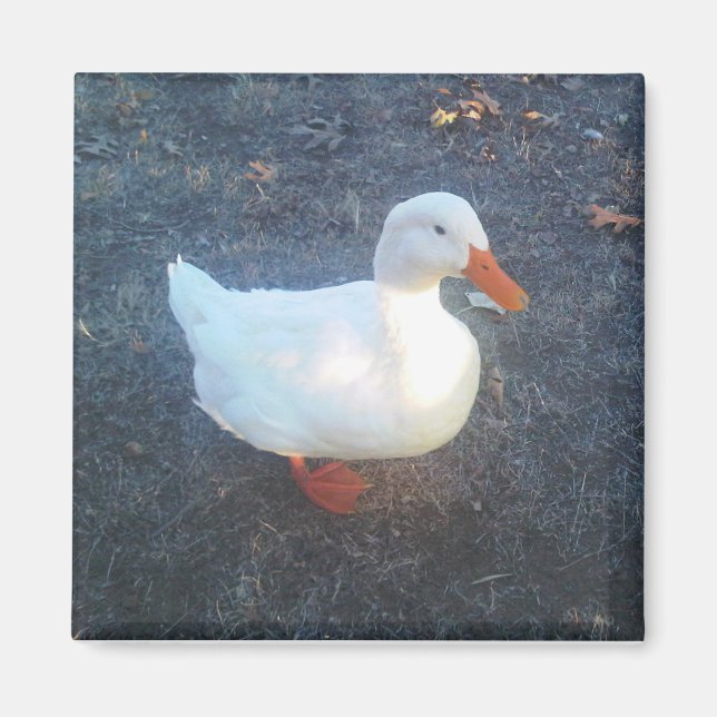Duck Magnet (Front)
