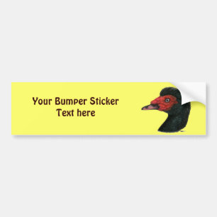 Duck:  Muscovy Head Bumper Sticker