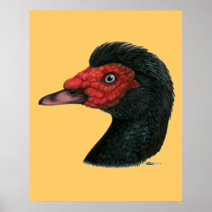 Duck:  Muscovy Head Poster