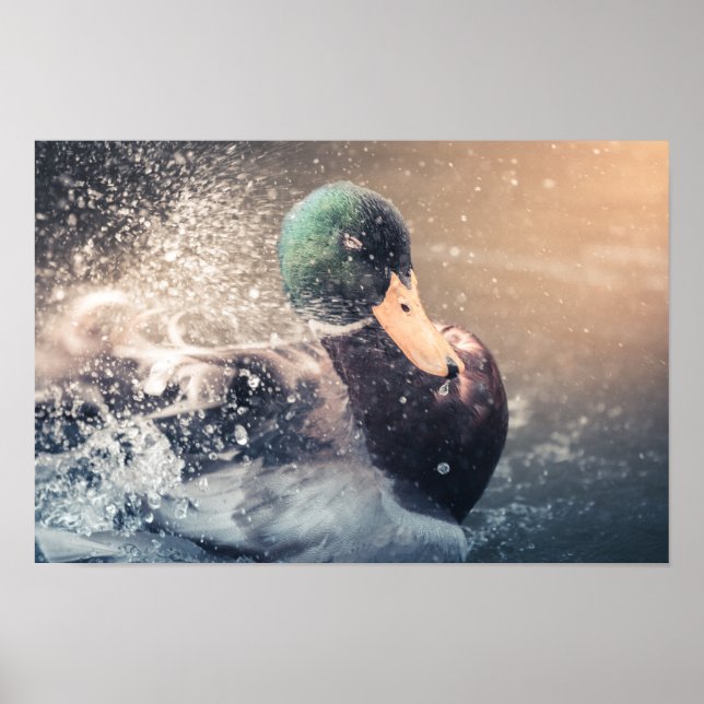 Duck Nature Photo Poster (Front)