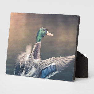 Duck Nature Photo Poster Plaque
