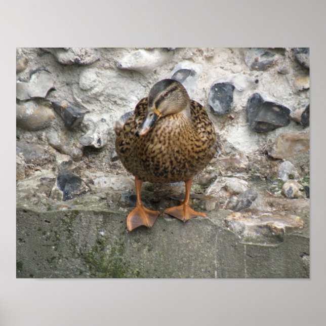 Duck on a Wall Poster (Front)