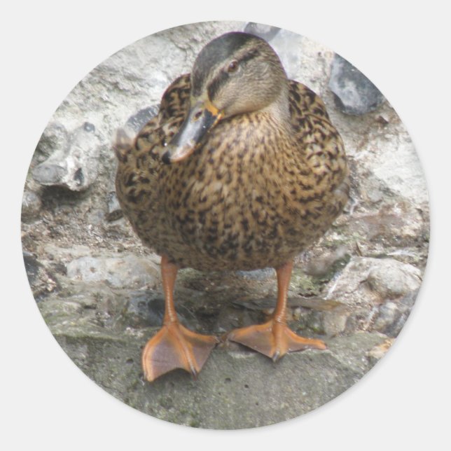 Duck on a Wall Stickers (Front)