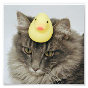 Duck on His Head Photo Print