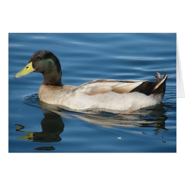 Duck on the Water (Front Horizontal)