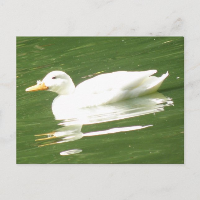 Duck on the water Postcard (Front)