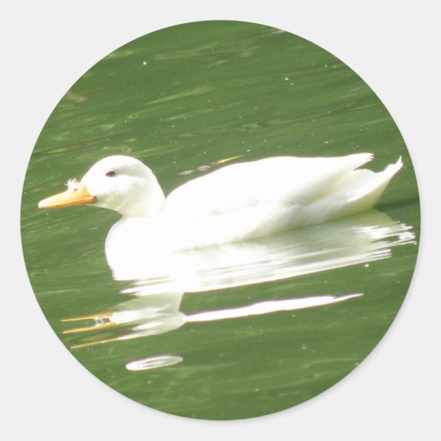 Duck on the water Sticker (Front)