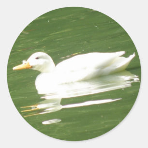 Duck on the water Sticker
