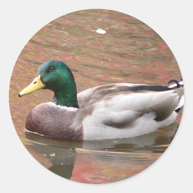 Duck or Decoy Classic Round Sticker (Front)