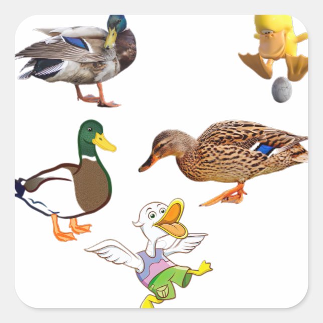 duck pack square sticker (Front)