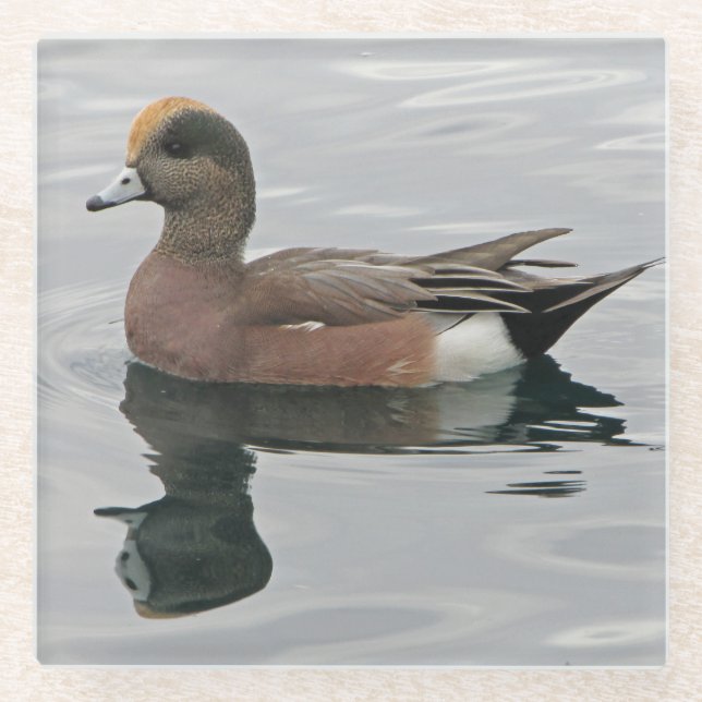 Duck Photo Male Wigeon on Calm Water Reflection Glass Coaster (Front)