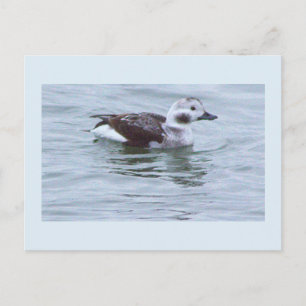 Duck Photo Postcard