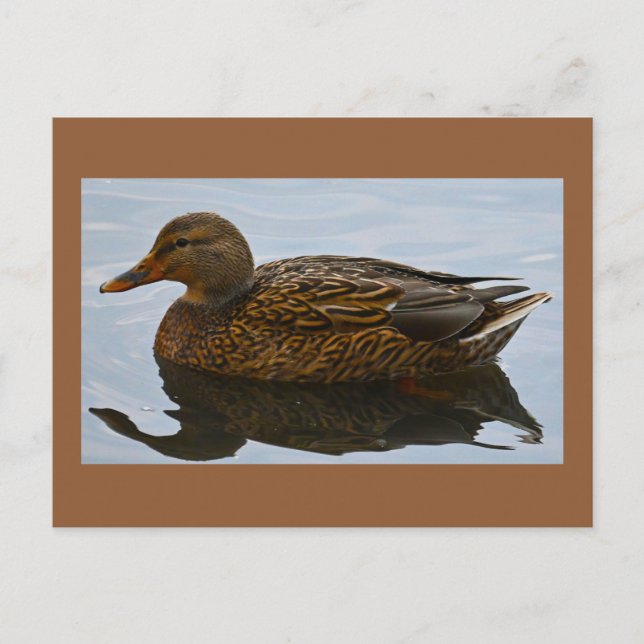 Duck Photo Postcard (Front)