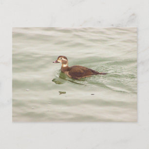 Duck Photo Postcard