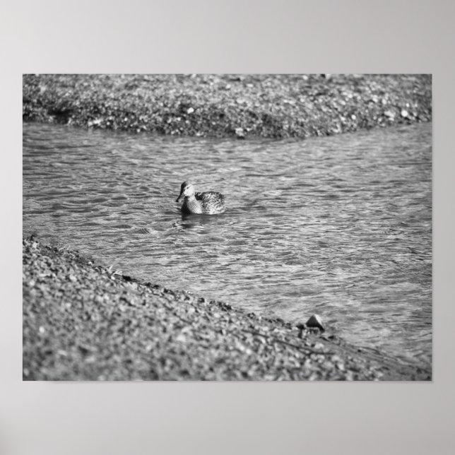 Duck Photo Poster (Front)