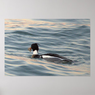 Duck Photo Poster