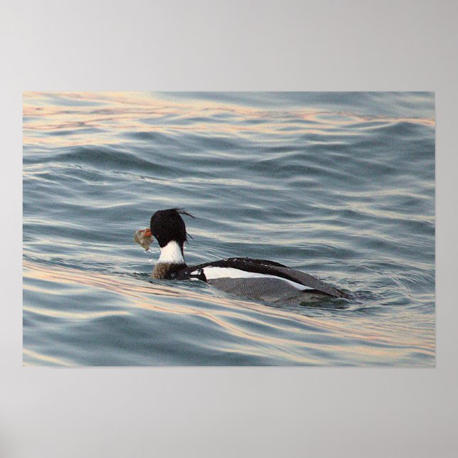 Duck Photo Poster (Front)