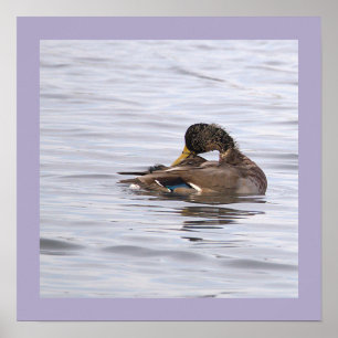 Duck Photo Poster