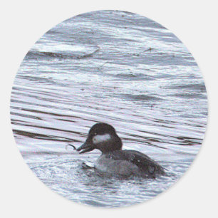 Duck Photo Stickers