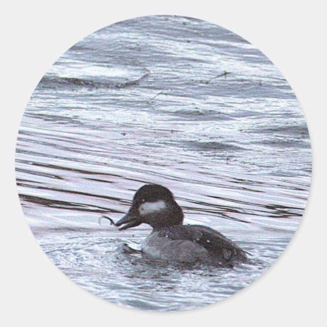 Duck Photo Stickers (Front)