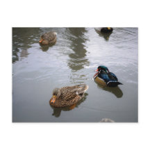 Duck Pond Postcard