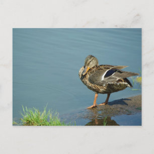 Duck Postcard