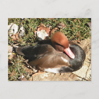 Duck Postcard