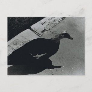 Duck Postcard