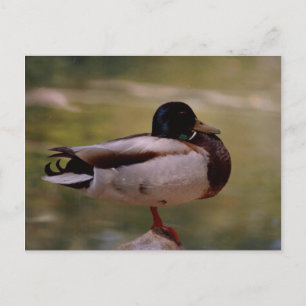 Duck Postcard