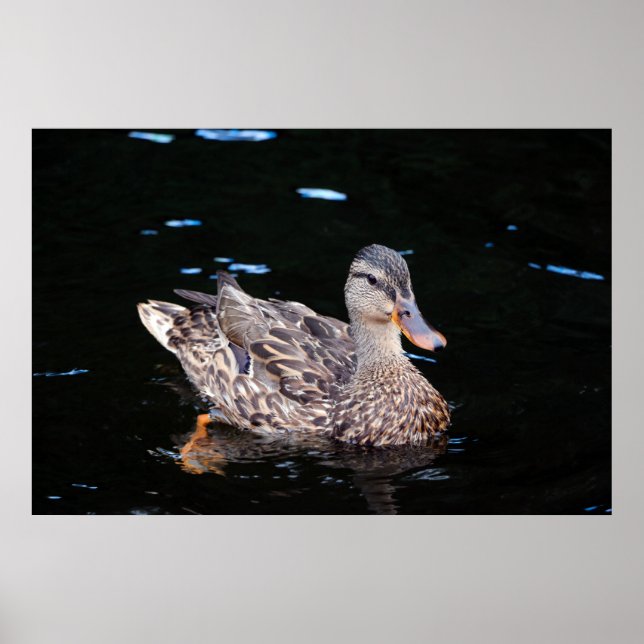Duck Poster (Front)