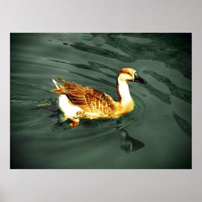 Duck Poster (Front)