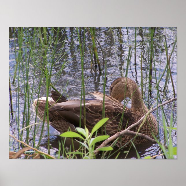 Duck Preening in the Reeds Poster (Front)