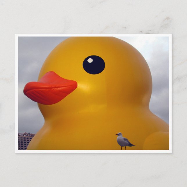 duck seagull postcard (Front)