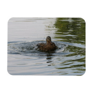 Duck shaking Tailfeather Magnet