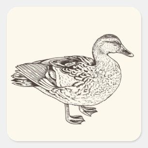 Duck Sketch Square Sticker