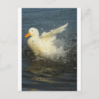 Duck Splash Postcard